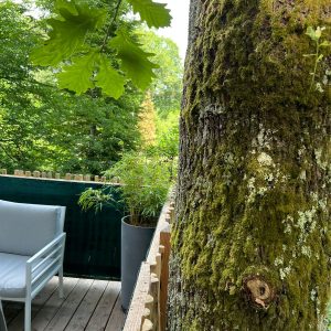 Hébergement insolite en cabane, avec un arbre majestueux et une terrasse en bois.