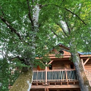 Cabane perchée dans les arbres, entourée de feuillage verdoyant.