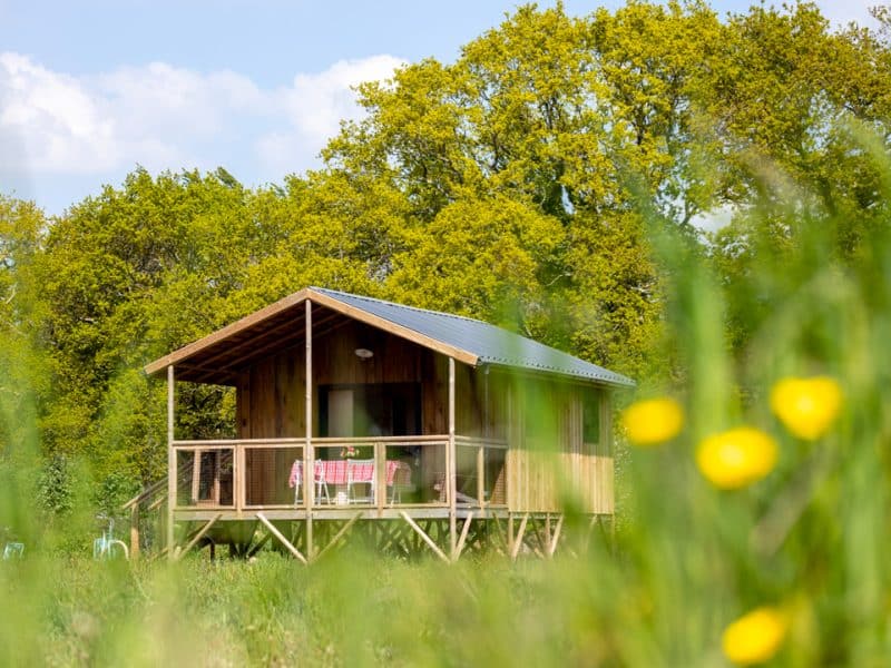 Cabane en bois en Bretagne, entourée de verdure et fleurs jaunes au premier plan.