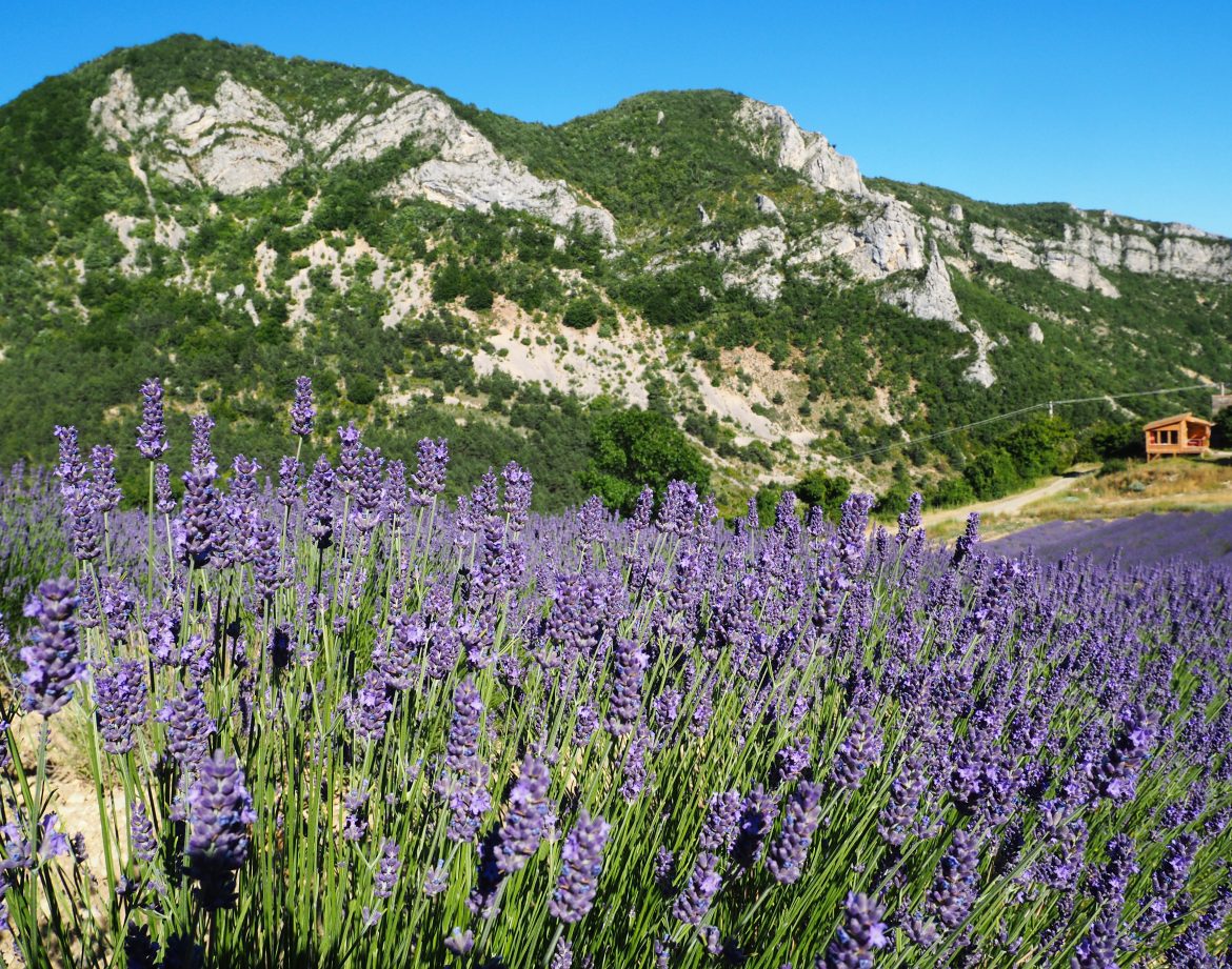 Hébergement insolite en Auvergne-Rhône-Alpes, avec champs de lavande en avant-plan.