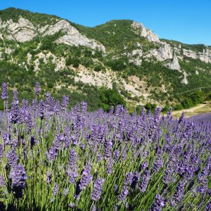 Hébergement insolite en Auvergne-Rhône-Alpes, avec champs de lavande en avant-plan.