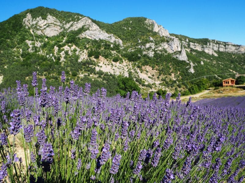 Chalet en pleine nature, entouré de champs de lavande et montagnes verdoyantes.