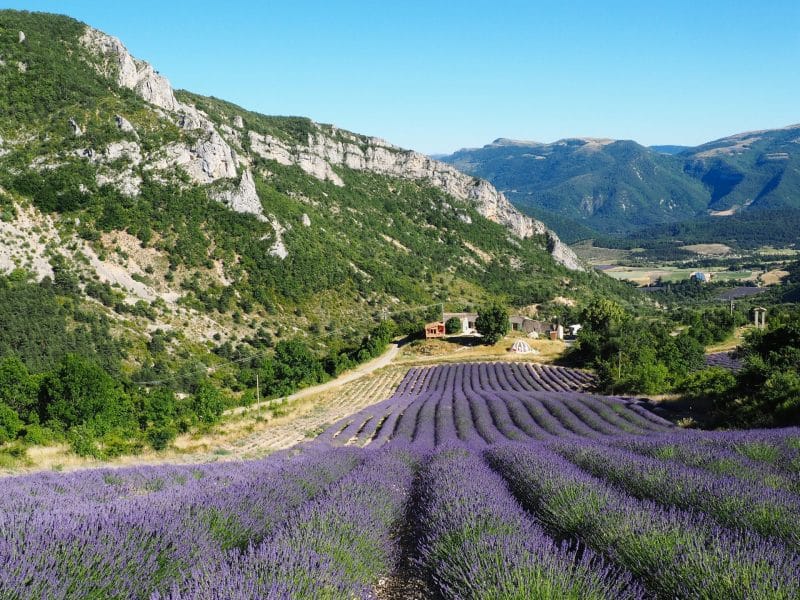 Chambres dhôtes au cœur des champs de lavande, avec montagnes en arrière-plan.