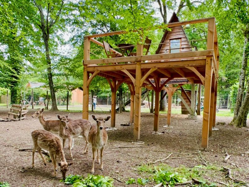 Cabane perchée en bois entourée de cerfs dans un cadre verdoyant en Auvergne.