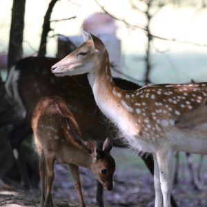 Hébergement insolite en Auvergne-Rhône-Alpes, avec des cerfs et faons dans la nature.