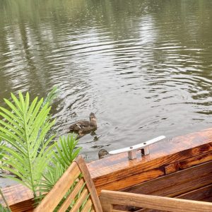 Hébergement insolite en Auvergne : une cabane sur leau avec des canards paisibles.
