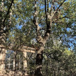 Cabane perchée dans les arbres, entourée de feuillage verdoyant et ciel bleu.