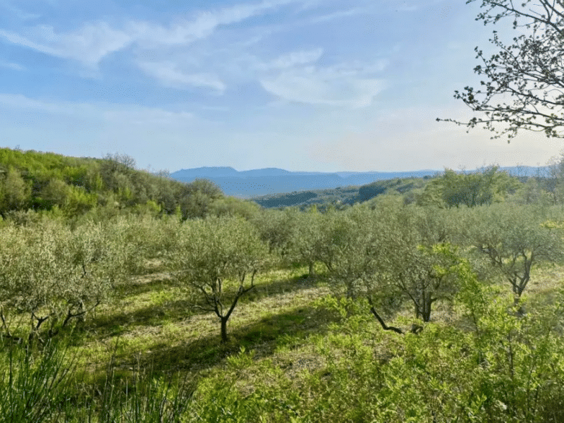Gîte rural entouré doliviers, offrant une vue panoramique sur les collines verdoyantes.