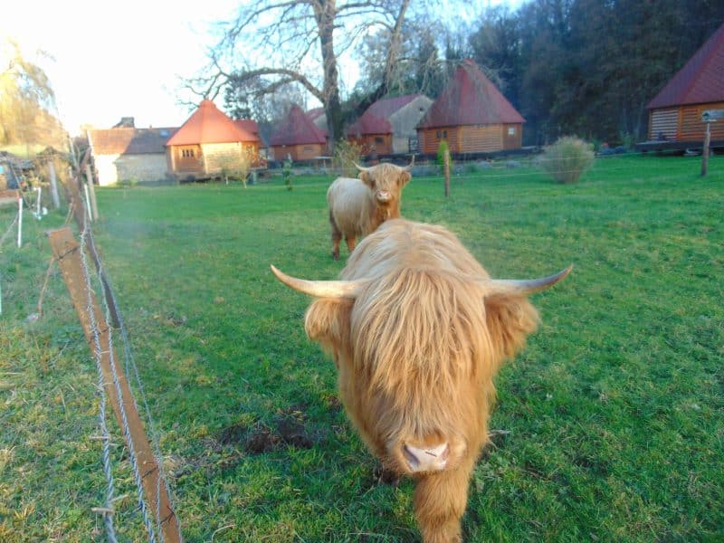 Chalet en bois avec vaches Highland dans un cadre verdoyant et paisible.