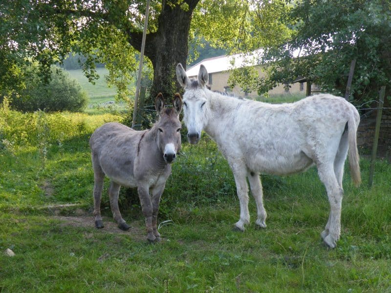 Charming gîte rural avec ânes dans un cadre verdoyant et apaisant.