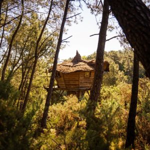 Cabane perchée en Bretagne, entourée de pins, avec un toit en chaume.