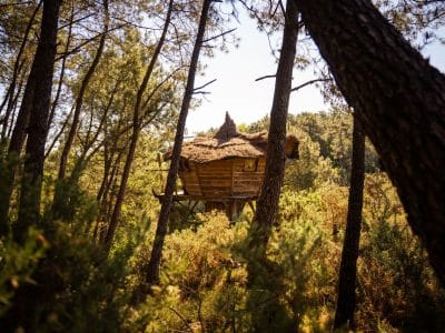 Cabane perchée en Bretagne, entourée de pins, avec un toit en chaume.