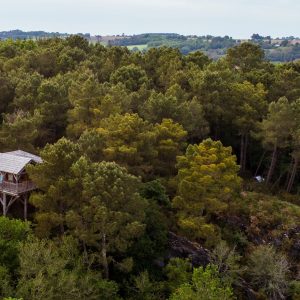 Cabane perchée en bois, entourée de verdure luxuriante en Bretagne.
