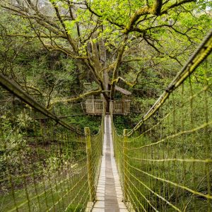 Cabane dans les arbres en Bretagne, accessible par un pont suspendu verdoyant.