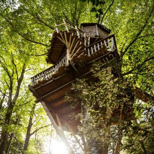 Cabane perchée en Bretagne, entourée darbres verdoyants et dune belle lumière.