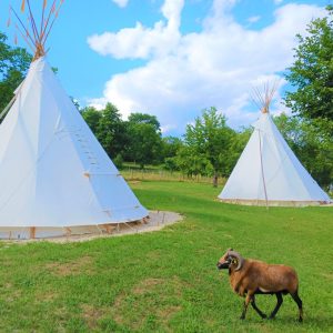 Tipis blancs en pleine nature, avec un mouton paissant à proximité.