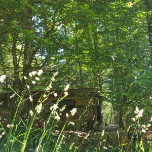 Hébergement insolite en cabane, niché dans une verdure luxuriante et apaisante.