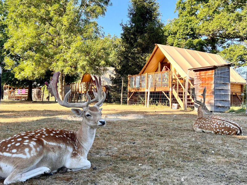 Hébergement insolite en Auvergne-Rhône-Alpes : tente safari avec cerfs au repos.