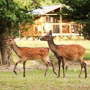 cabane dans parcs animaliers réduite