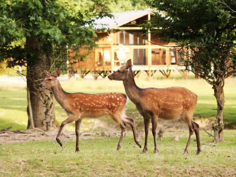 Chalet en bois entouré de nature, avec des cerfs sébattant à proximité.
