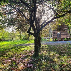 Cabane en bois nichée sous un arbre, entourée de fleurs sauvages en Nouvelle-Aquitaine.