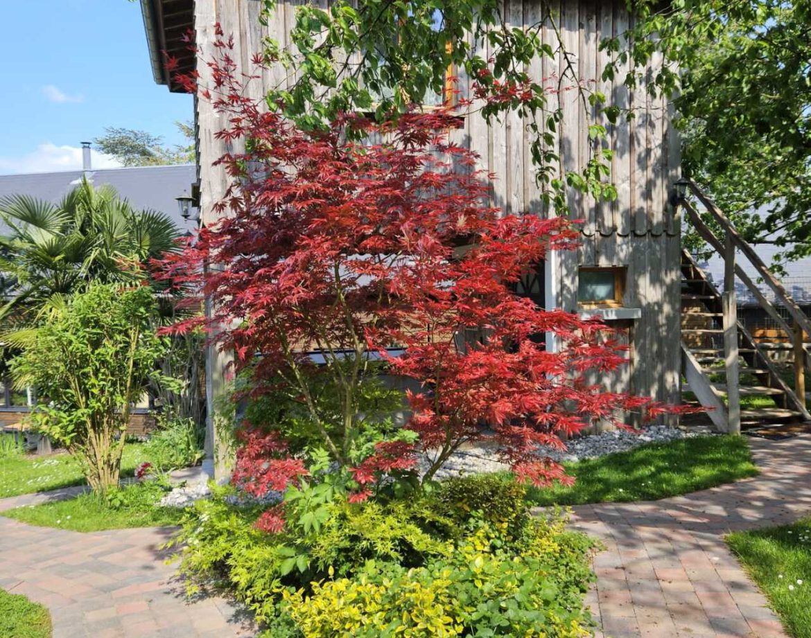 Cabane en bois entourée de verdure et dun érable rouge éclatant.