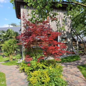 Cabane en bois entourée de verdure et dun érable rouge éclatant.