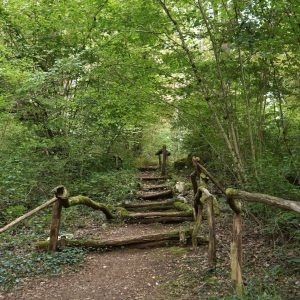Chemin menant à un hébergement insolite en pleine forêt en Bourgogne-Franche-Comté.
