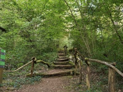 Chemin menant à un hébergement insolite en pleine forêt en Bourgogne-Franche-Comté.