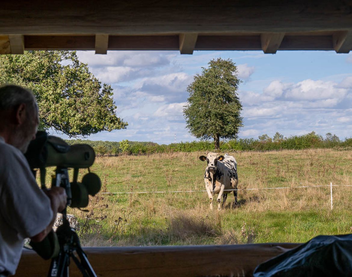 Hébergement insolite en Champagne-Ardenne, vue sur une vache depuis une fenêtre en bois.