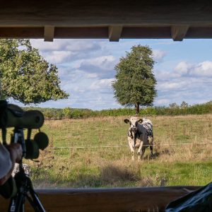 Hébergement insolite en Champagne-Ardenne, vue sur une vache depuis une fenêtre en bois.