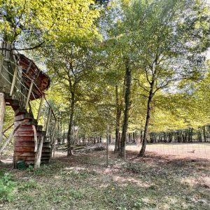 Cabane perchée dans les arbres, entourée de verdure et dun chemin en spirale.