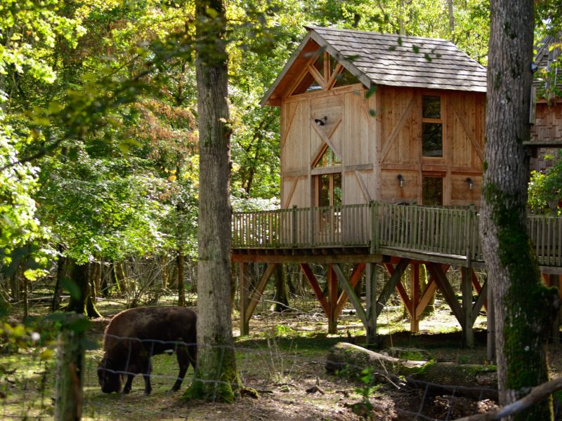 Cabane perchée en bois, entourée darbres, avec un bétail paissant à proximité.