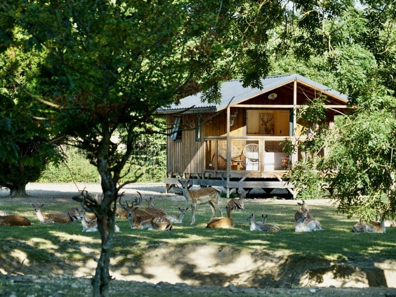 Cabane en bois au milieu des cerfs, entourée darbres verdoyants en Auvergne.