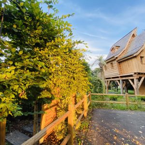Cabane perchée en bois en Bretagne, entourée de verdure luxuriante et dune clôture en bois.
