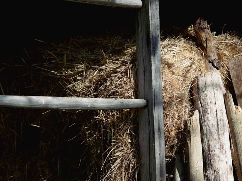 Grange rustique avec une échelle en bois et du foin empilé à lintérieur.