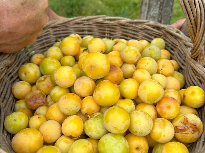 Panier en osier rempli de prunes jaunes, près dun hébergement rural.