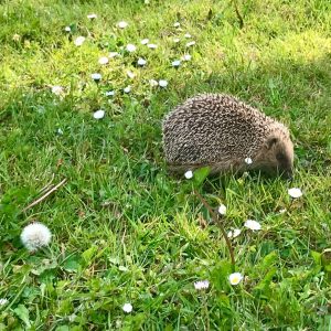 Hébergement insolite en Auvergne-Rhône-Alpes, avec un hérisson sur une pelouse fleurie.