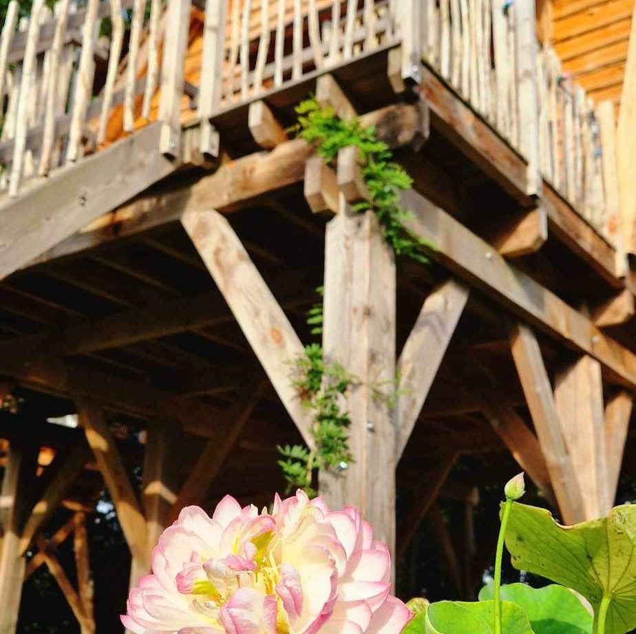 Cabane en bois sur pilotis en Bretagne, avec une fleur de lotus en premier plan.