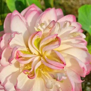 Hébergement insolite en Bretagne : un lotus délicat aux pétales roses et blancs.