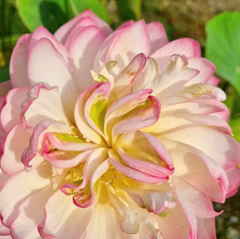 Hébergement insolite en Bretagne : un lotus délicat aux pétales roses et blancs.