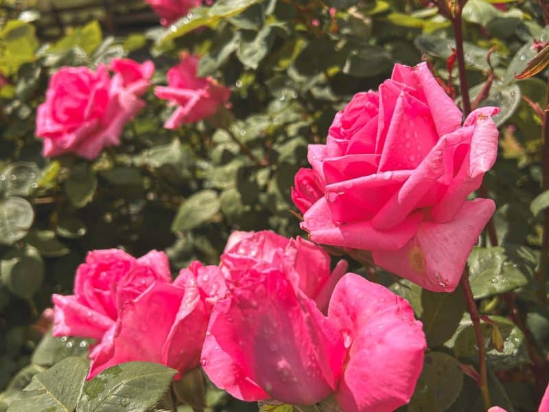 Hébergement de charme avec jardin fleuri de roses roses éclatantes.