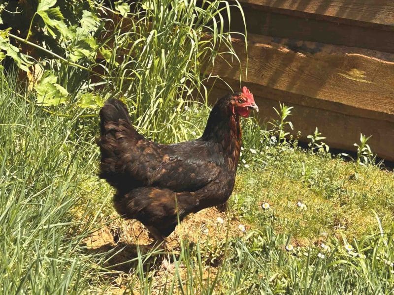 Hébergement en pleine nature avec une poule noire dans un jardin verdoyant.