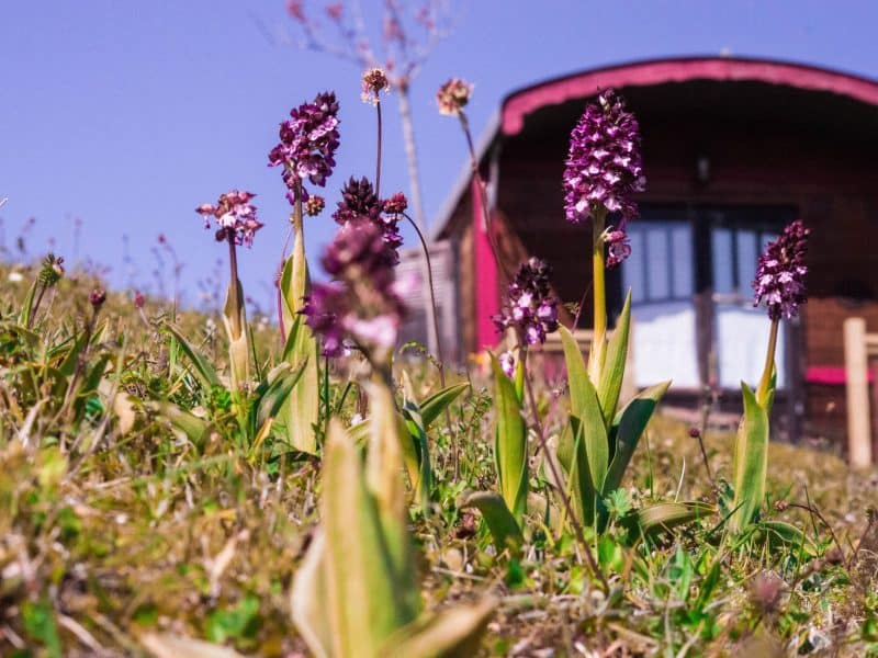 Hébergement insolite en Midi-Pyrénées : une cabane rouge entourée de fleurs sauvages.