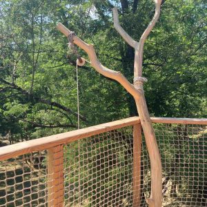 Cabane perchée dans les arbres, avec un garde-corps en bois et une vue sur la nature.