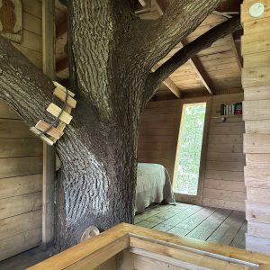 Cabane perchée dans un arbre, avec un tronc majestueux à lintérieur et un lit cosy.