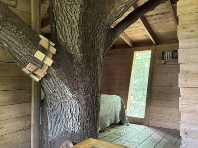 Cabane perchée dans un arbre, avec un tronc majestueux à lintérieur et un lit cosy.