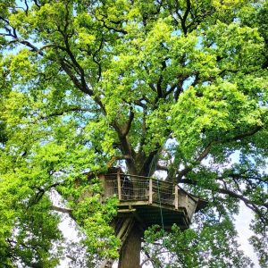 Cabane dans un arbre au Pays de la Loire, perchée dans un grand chêne verdoyant.
