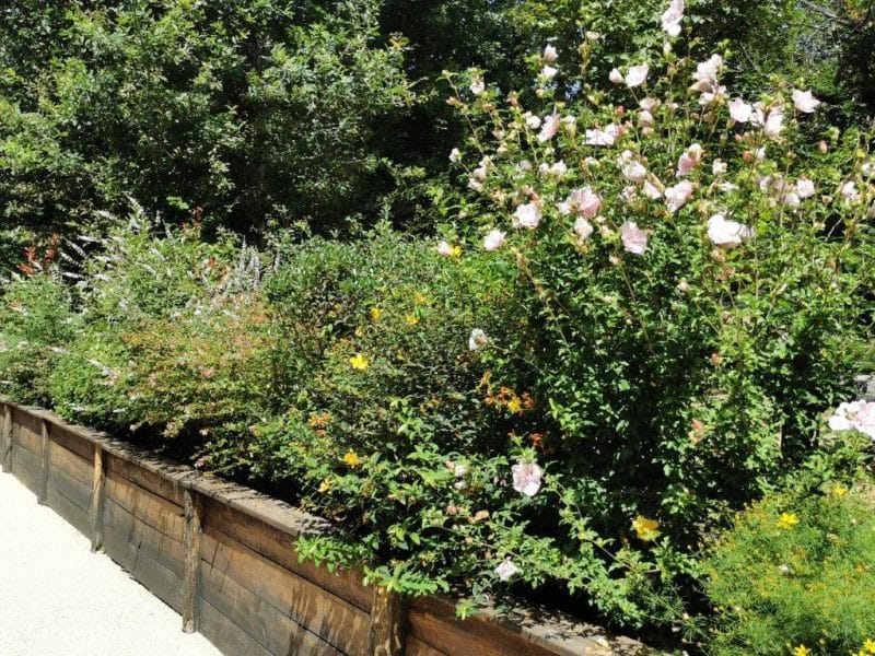 Jardin luxuriant entourant un gîte rural, fleurs colorées en pleine floraison.