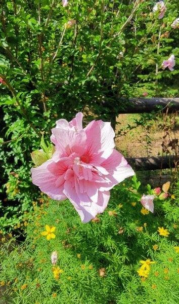Hébergement en pleine nature avec une belle fleur rose en premier plan.